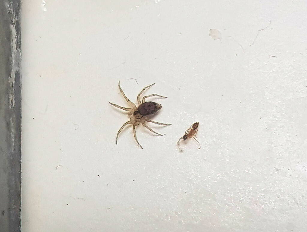 Wall Spider (Oecobius sp), Alice Springs NT