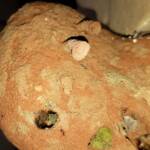 Mud Wasp (Delta latreillei) being used by other wasp and bee species, Alice Springs, NT