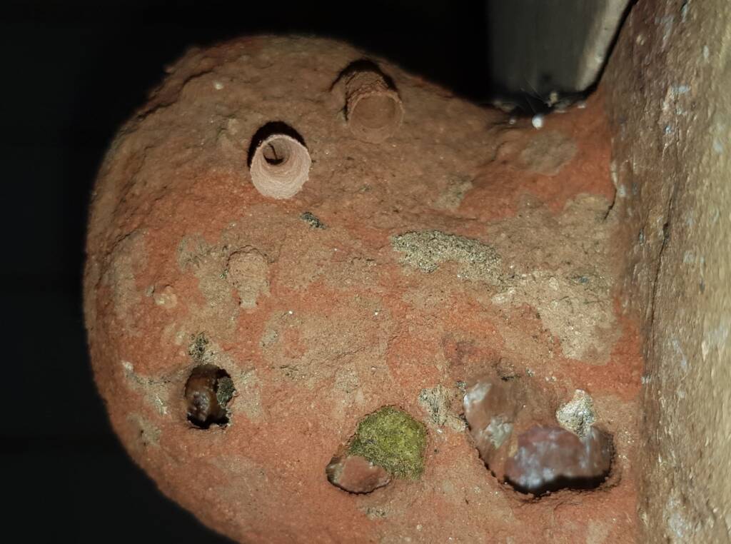 Mud Wasp (Delta latreillei) being used by other wasp and bee species, Alice Springs, NT