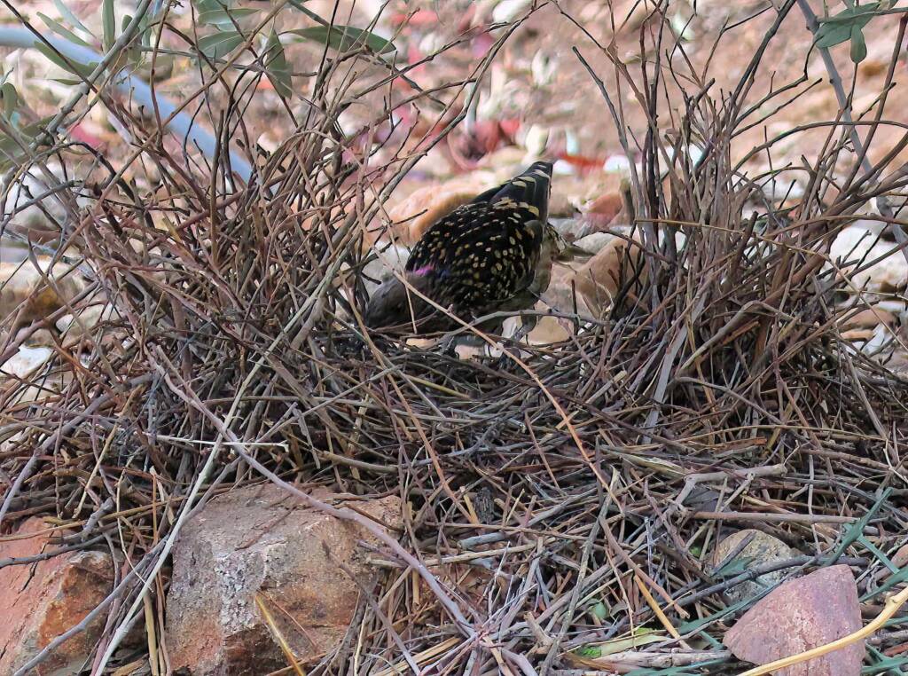 Male Western Bowerbird (Chlamydera guttata), Alice Springs NT