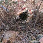 Male Western Bowerbird (Chlamydera guttata), Alice Springs NT