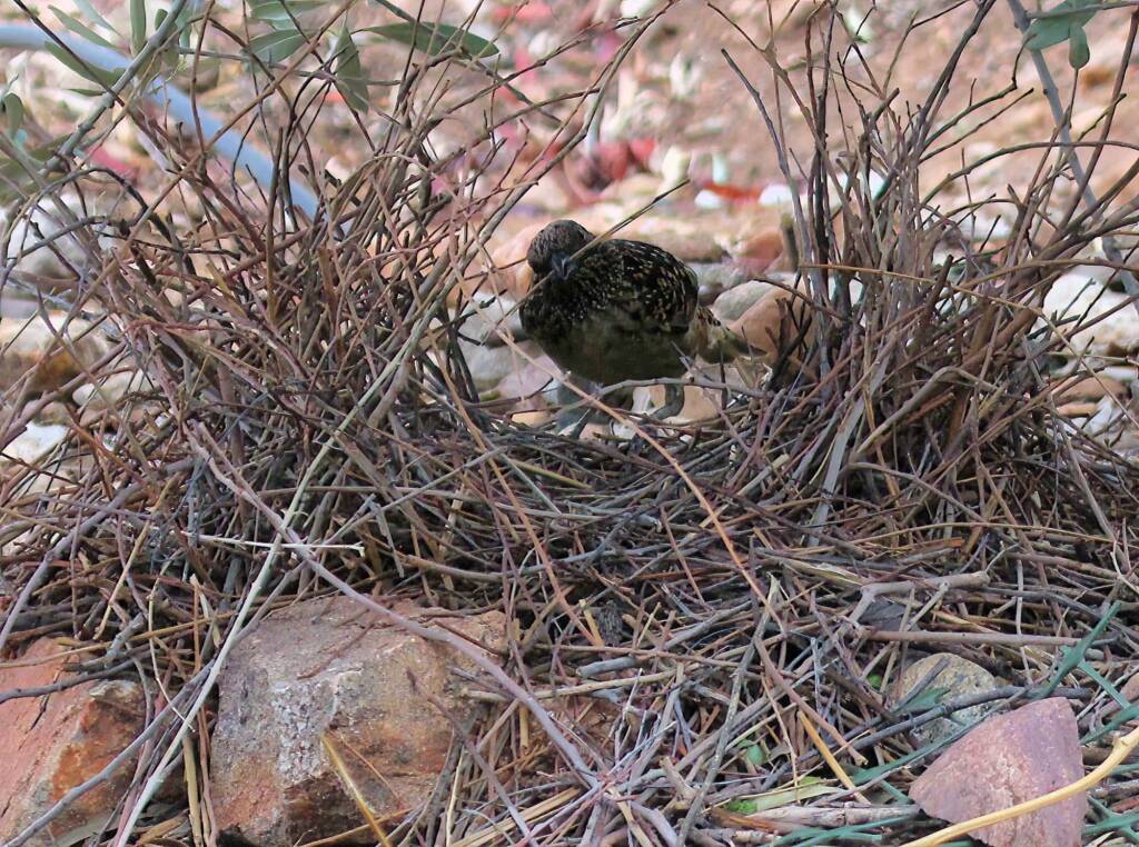 Male Western Bowerbird (Chlamydera guttata), Alice Springs NT