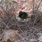 Male Western Bowerbird (Chlamydera guttata), Alice Springs NT