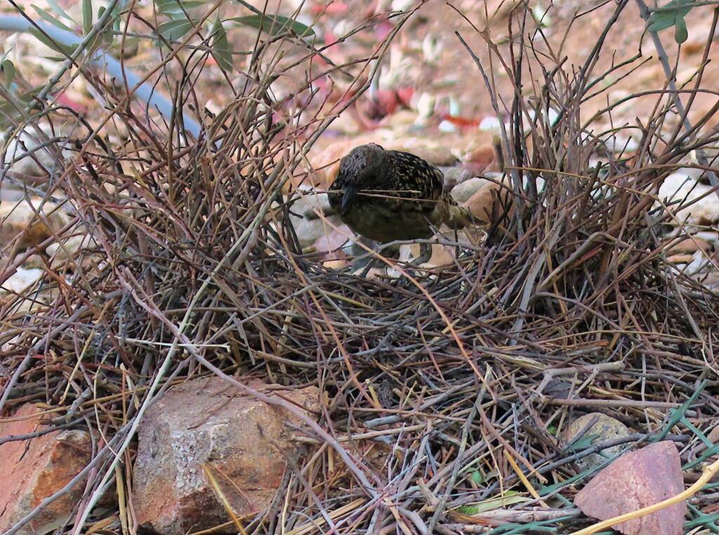 Male Western Bowerbird (Chlamydera guttata), Alice Springs NT