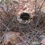 Male Western Bowerbird (Chlamydera guttata), Alice Springs NT