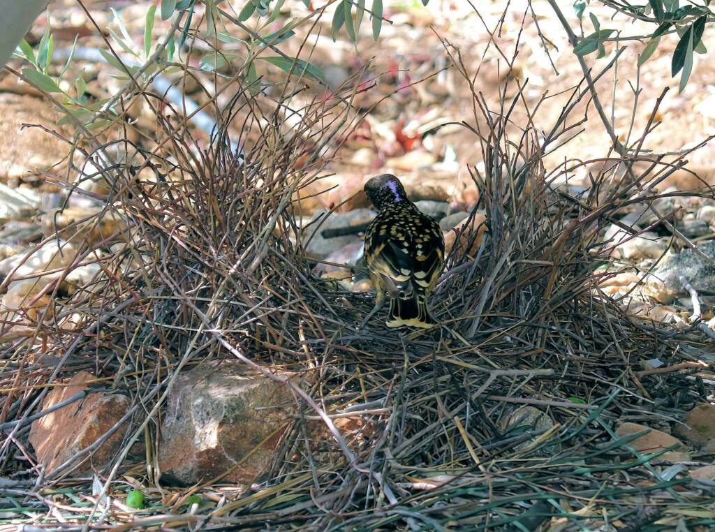 Male Western Bowerbird (Chlamydera guttata), Alice Springs NT