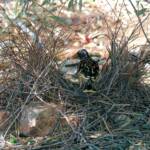 Male Western Bowerbird (Chlamydera guttata), Alice Springs NT