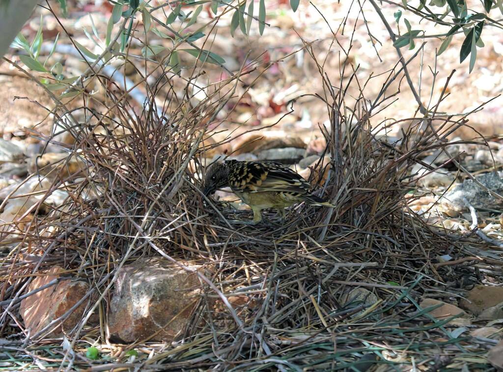 Male Western Bowerbird (Chlamydera guttata), Alice Springs NT