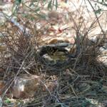 Male Western Bowerbird (Chlamydera guttata), Alice Springs NT
