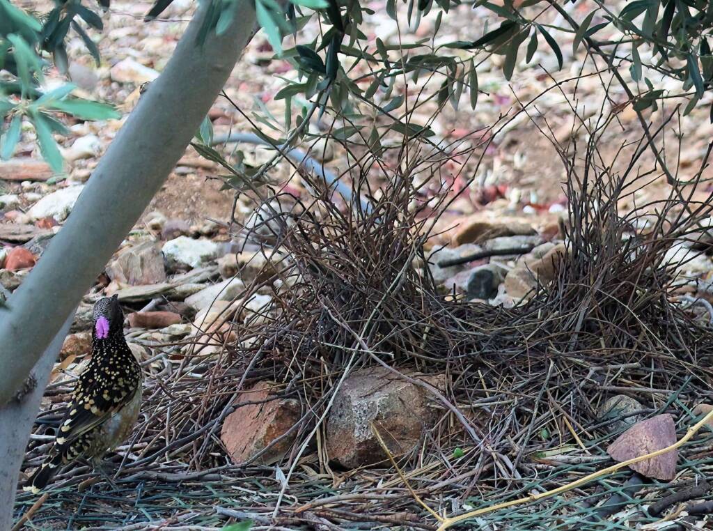 Male Western Bowerbird (Chlamydera guttata), Alice Springs NT