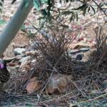 Male Western Bowerbird (Chlamydera guttata), Alice Springs NT