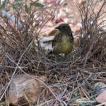Male Western Bowerbird (Chlamydera guttata), Alice Springs NT