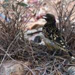 Male Western Bowerbird (Chlamydera guttata), Alice Springs NT