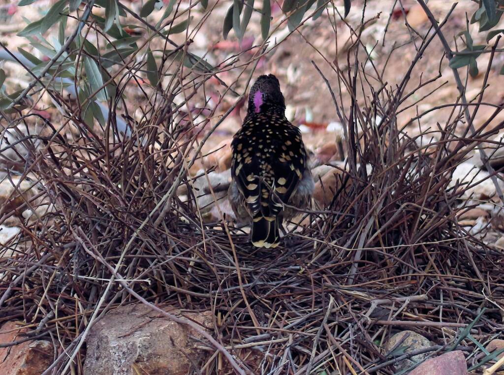 Male Western Bowerbird (Chlamydera guttata), Alice Springs NT