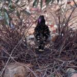 Male Western Bowerbird (Chlamydera guttata), Alice Springs NT