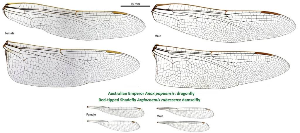 Wings composite - Australian Emperor (Anax papuensis) dragonfly / Red-tipped Shadefly (Argiocnemis rubescens) damselfly Source: John Tann, Wikipedia