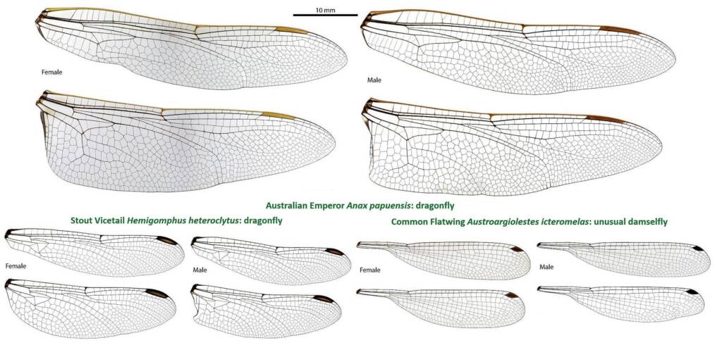 Wings Composite Emperor Vicetail Flatwing Source: John Tann, Wikipedia