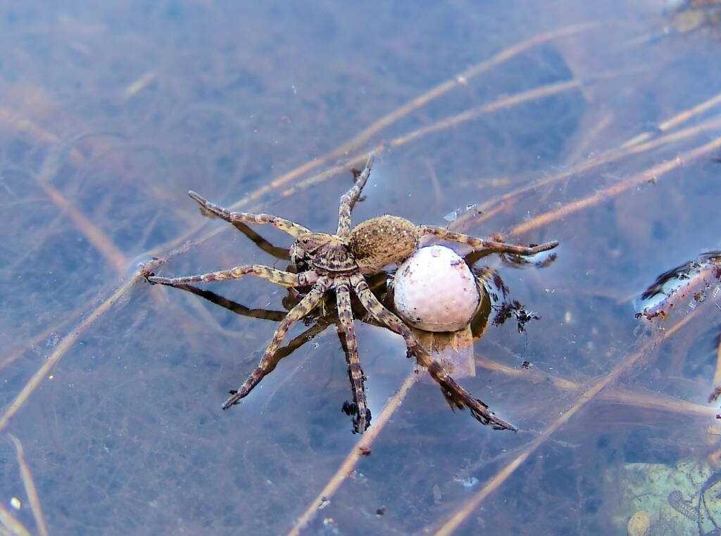Wolf Spider (Venatrix arenaris), Simpsons Gap, NT