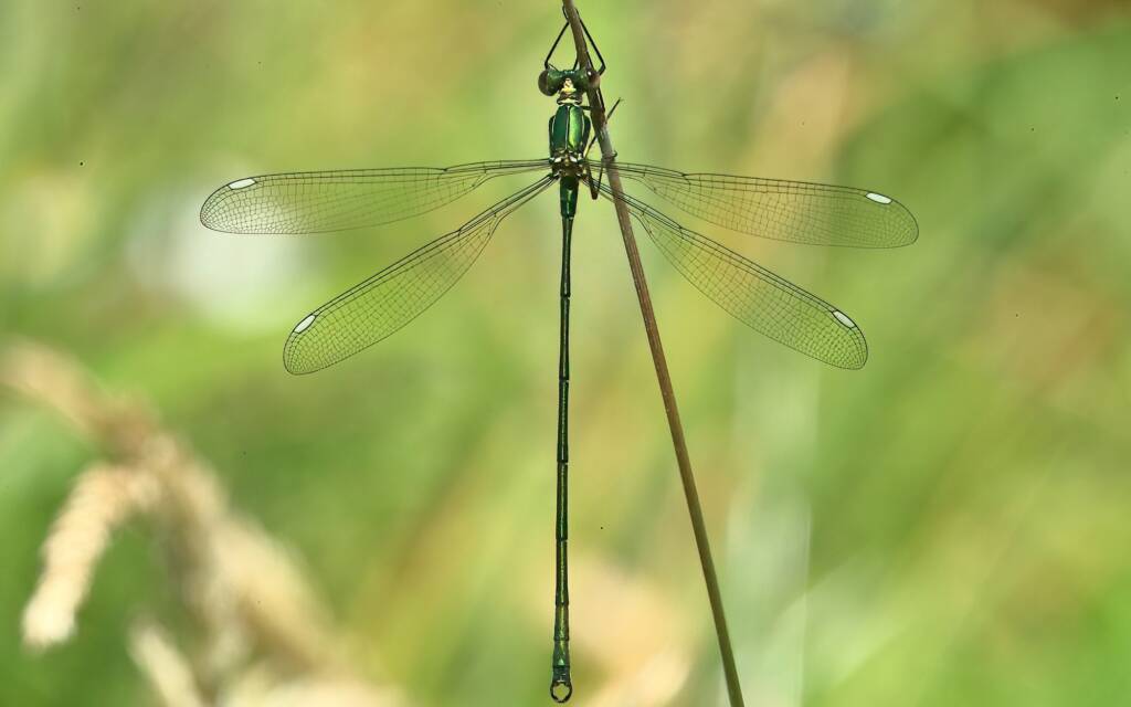 Bronze Needle Damselfly female, Ebor River NSW © Jeff Melvaine
