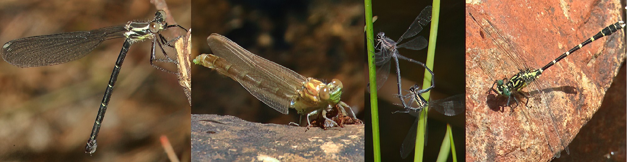 Common Flatwings Stout Vicetails © Jeff Melvaine
