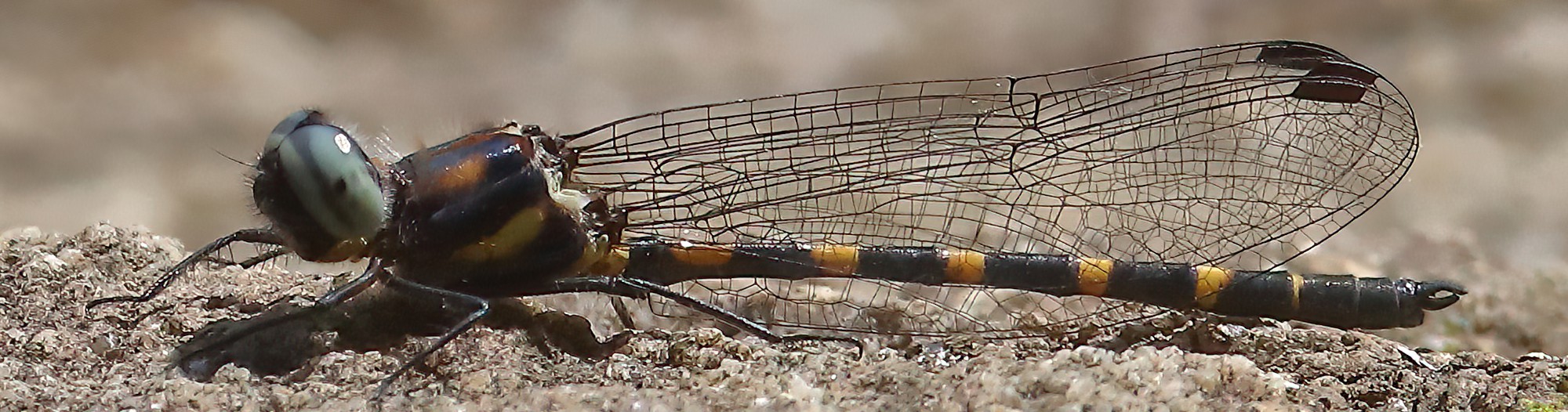 Common Shutwing male, Lake Parramatta Sydney metropolitan area) NSW © Jeff Melvaine
