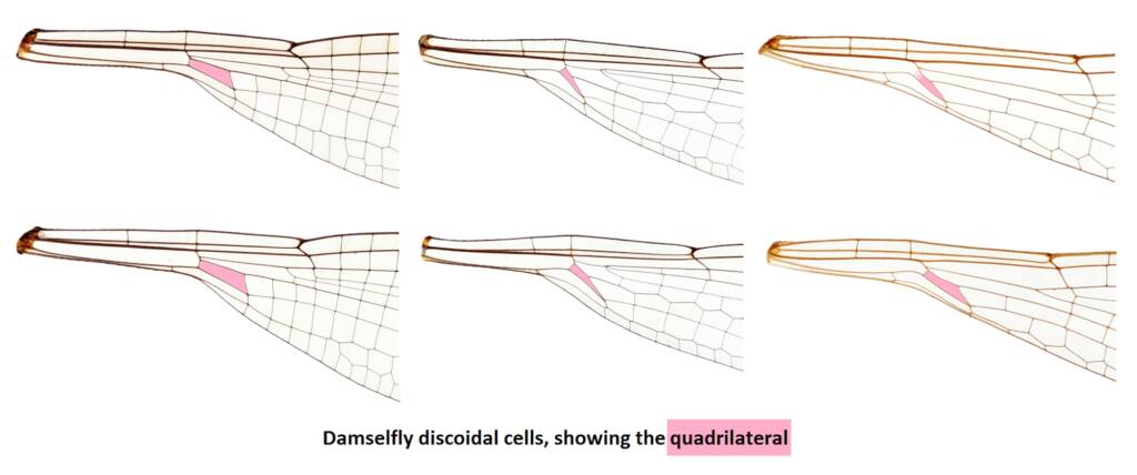 Damselfly - Discoidal cell images, Source © 2009 Department of environment, Climate Change and Water NSW © Jeff Melvaine