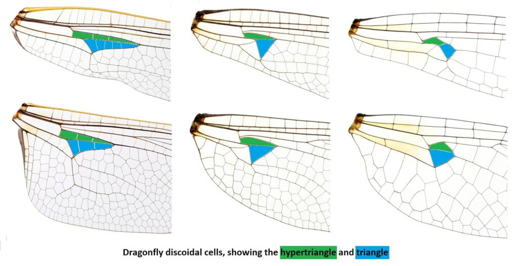 Dragonfly - Discoidal cell images, Source © 2009 Department of environment, Climate Change and Water NSW © Jeff Melvaine