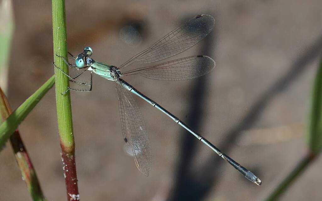Dusky Spreadwing Damselfly male, Port Douglas QLD © Jeff Melvaine