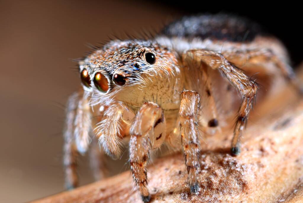 Female Maratus volans, Woy Woy NSW © Michael Doe