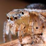 Female Maratus volans, Woy Woy NSW © Michael Doe