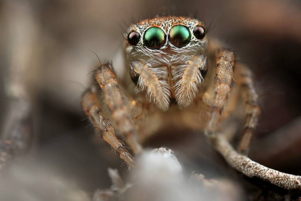 Female Maratus volans, NSW © Michael Doe