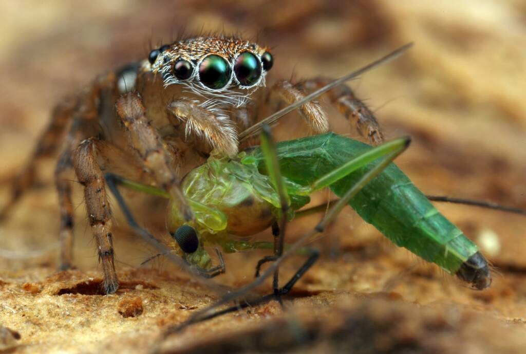Female Maratus volans with prey, NSW © Michael Doe