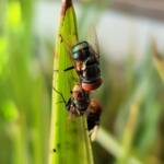 Green Blow Fly (Lucilia cuprina), Alice Springs NT