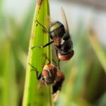 Green Blow Fly (Lucilia cuprina), Alice Springs NT