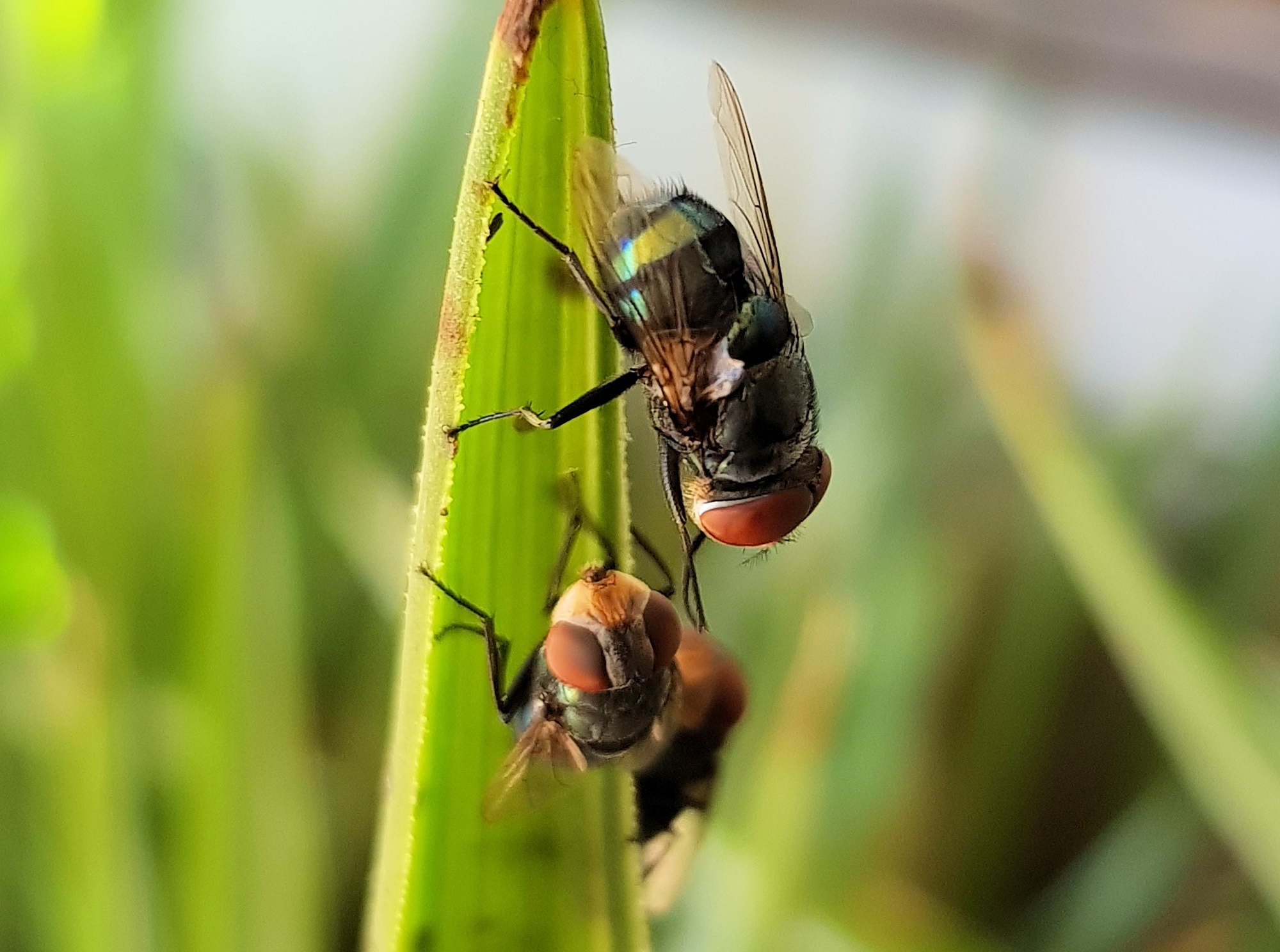 From beefly to butterfly…