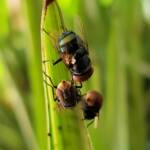 Green Blow Fly (Lucilia cuprina), Alice Springs NT