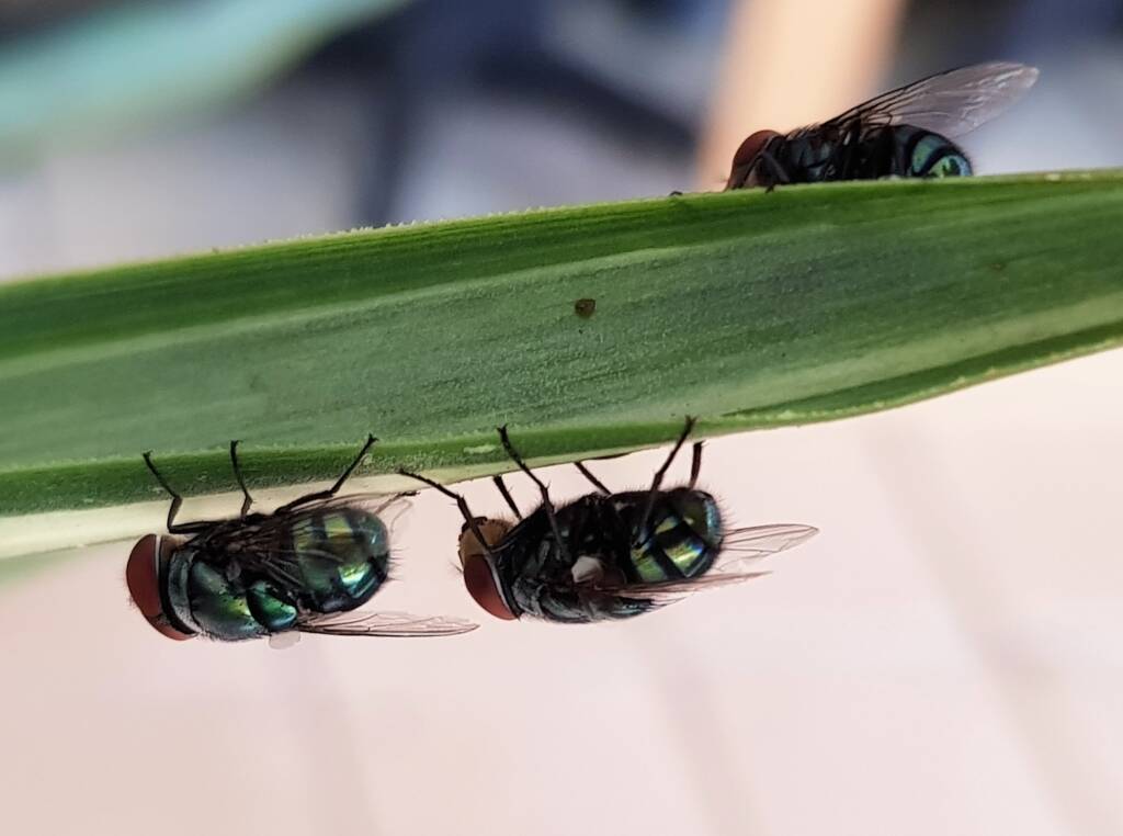 Green Blow Fly (Lucilia cuprina), Alice Springs NT
