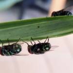 Green Blow Fly (Lucilia cuprina), Alice Springs NT