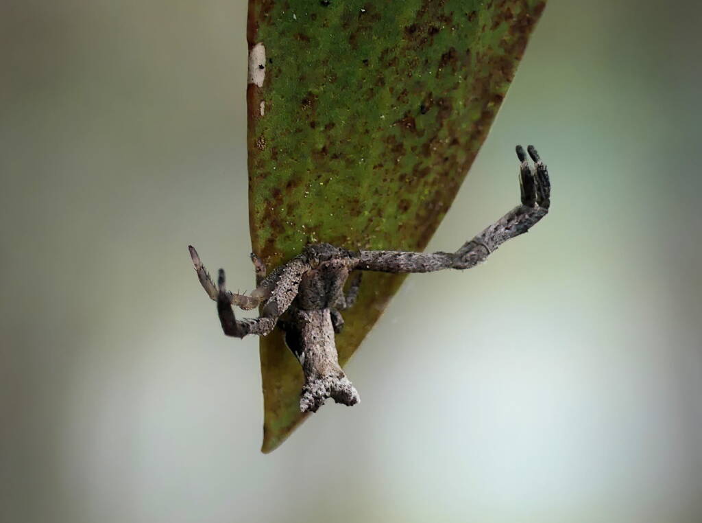 Fork-tailed Sidymella Spider (genus Sidymella), Brisbane QLD © Stefan Jones