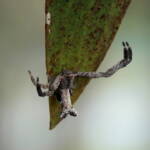 Fork-tailed Sidymella Spider (genus Sidymella), Brisbane QLD © Stefan Jones