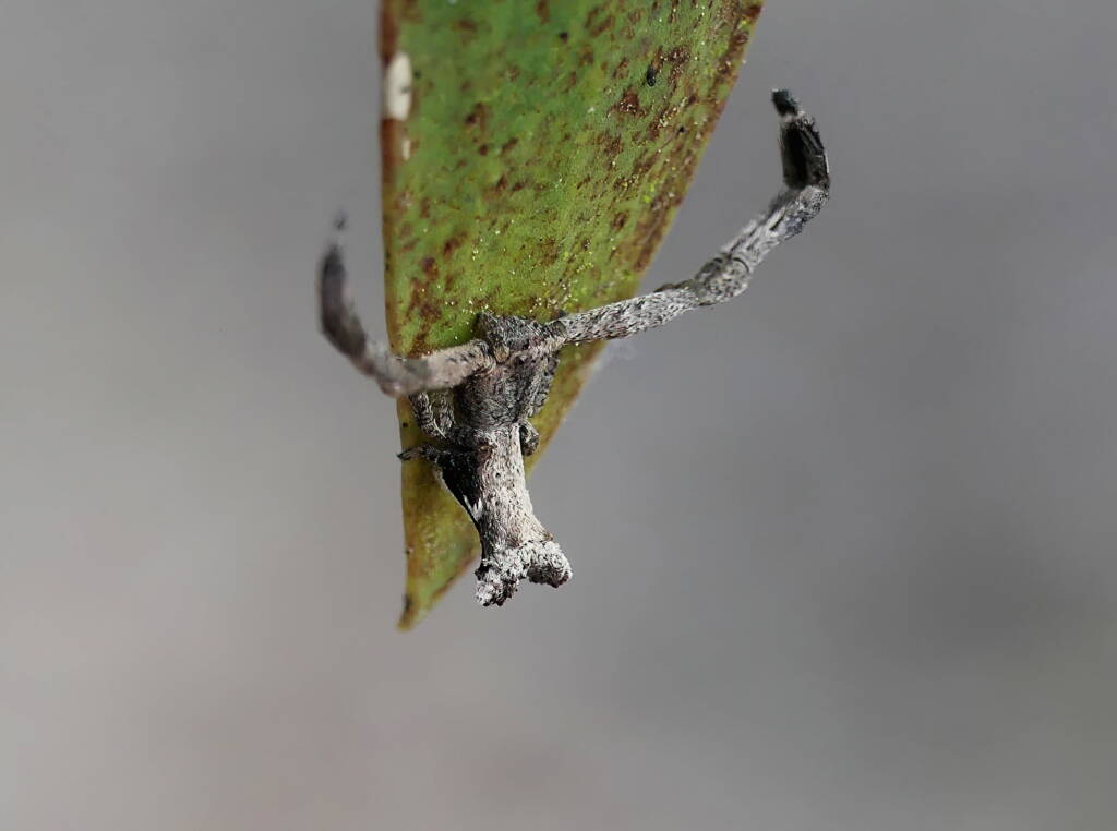 Fork-tailed Sidymella Spider (genus Sidymella), Brisbane QLD © Stefan Jones