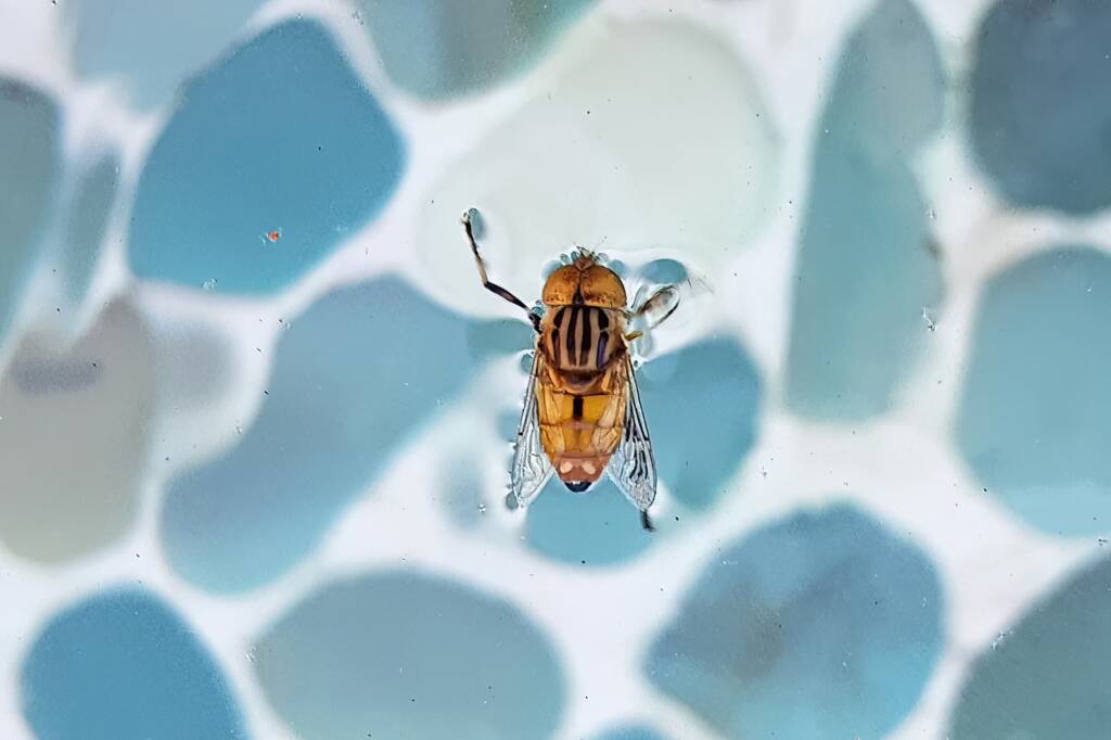 Golden Native Drone Fly (Eristalinus punctulatus) in swimming pool in Alice Springs NT