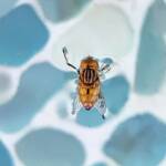 Golden Native Drone Fly (Eristalinus punctulatus) in swimming pool in Alice Springs NT