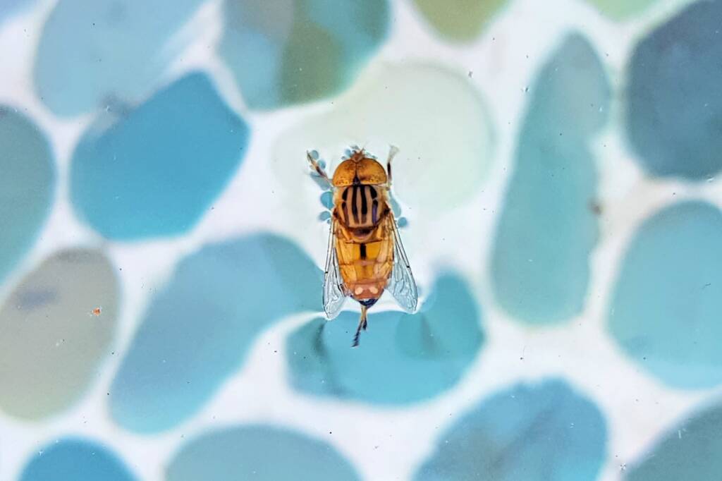 Golden Native Drone Fly (Eristalinus punctulatus) in swimming pool in Alice Springs NT