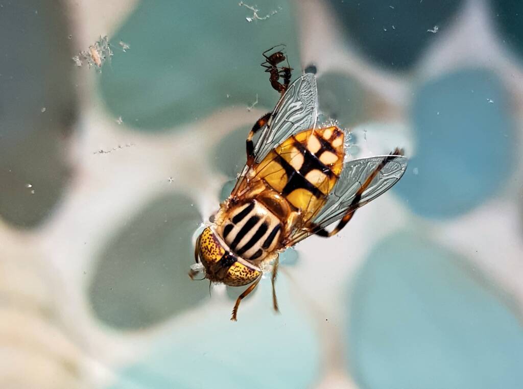 Golden Native Drone Fly (Eristalinus punctulatus) in swimming pool in Alice Springs NT