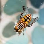Golden Native Drone Fly (Eristalinus punctulatus) in swimming pool in Alice Springs NT