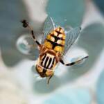 Golden Native Drone Fly (Eristalinus punctulatus) in swimming pool in Alice Springs NT