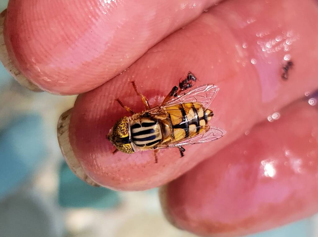 Golden Native Drone Fly (Eristalinus punctulatus) rescued from a swimming pool in Alice Springs NT