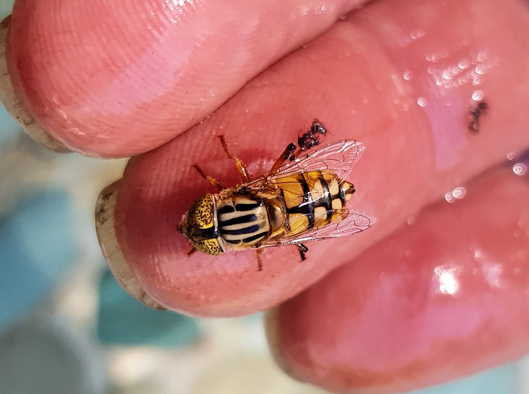 Golden Native Drone Fly (Eristalinus punctulatus) rescued from a swimming pool in Alice Springs NT