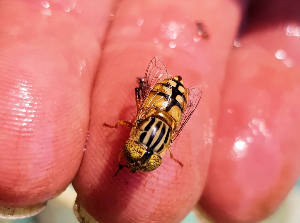 Golden Native Drone Fly (Eristalinus punctulatus) rescued from a swimming pool in Alice Springs NT